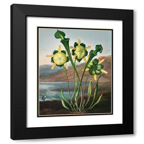 Pitcher Plant from The Temple of Flora Black Modern Wood Framed Art Print with Double Matting by Thornton, Robert John