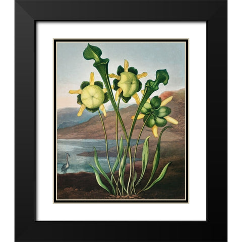 Pitcher Plant from The Temple of Flora Black Modern Wood Framed Art Print with Double Matting by Thornton, Robert John