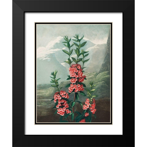 The Narrow Leaved Kalmia from The Temple of Flora Black Modern Wood Framed Art Print with Double Matting by Thornton, Robert John