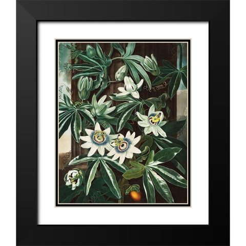 The Passiflora Cerulea from The Temple of Flora Black Modern Wood Framed Art Print with Double Matting by Thornton, Robert John