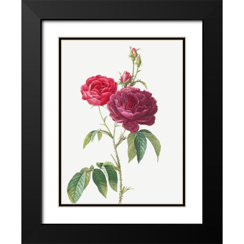 Purple French Rose, Rosa gallica purpuro violacea magna Black Modern Wood Framed Art Print with Double Matting by Redoute, Pierre Joseph