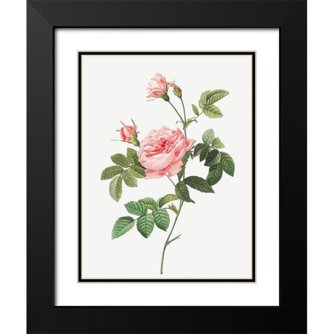 Boursault Rose, Rose Turbine without Thorns, Rosa Inermis Black Modern Wood Framed Art Print with Double Matting by Redoute, Pierre Joseph