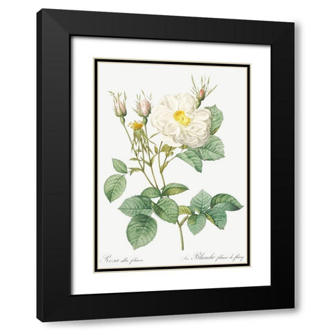 Rosa Alba, White Leaf of Fleury, Rosa alba foliacea Black Modern Wood Framed Art Print with Double Matting by Redoute, Pierre Joseph