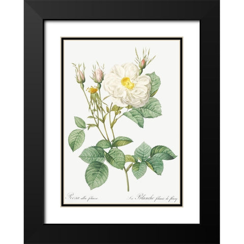 Rosa Alba, White Leaf of Fleury, Rosa alba foliacea Black Modern Wood Framed Art Print with Double Matting by Redoute, Pierre Joseph