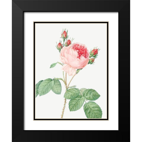 Cabbage Rose, One Hundred Leaved Rose, Rosa centifolia Black Modern Wood Framed Art Print with Double Matting by Redoute, Pierre Joseph
