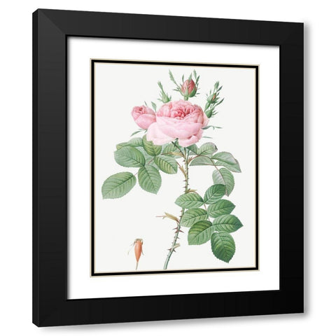 Rosa Bifera Officinalis, Rose of Perfume Black Modern Wood Framed Art Print with Double Matting by Redoute, Pierre Joseph