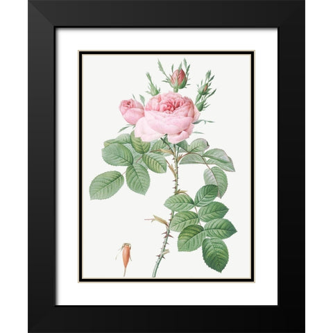 Rosa Bifera Officinalis, Rose of Perfume Black Modern Wood Framed Art Print with Double Matting by Redoute, Pierre Joseph