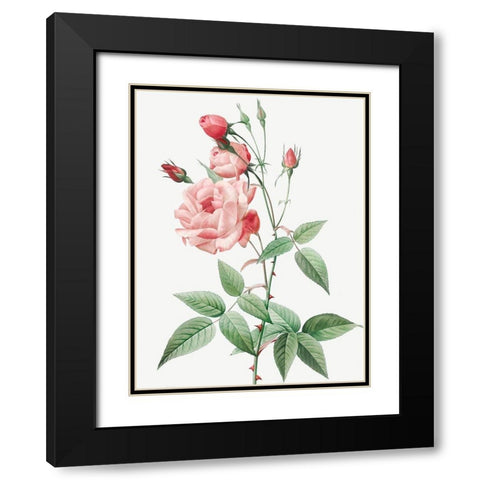 Old Blush China, Common Rose of India, Rosa Indica Vulgaris Black Modern Wood Framed Art Print with Double Matting by Redoute, Pierre Joseph