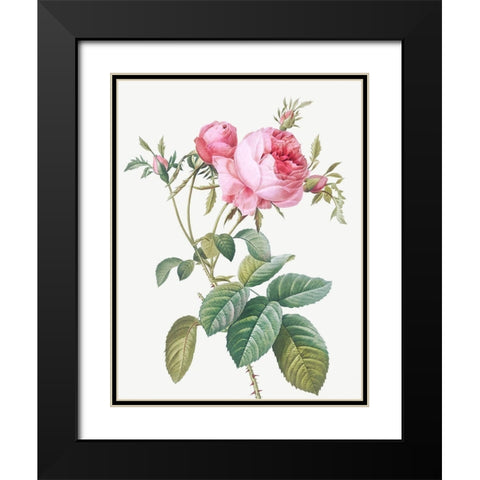Rose de Mai, Rosa centifolia foliacea Black Modern Wood Framed Art Print with Double Matting by Redoute, Pierre Joseph