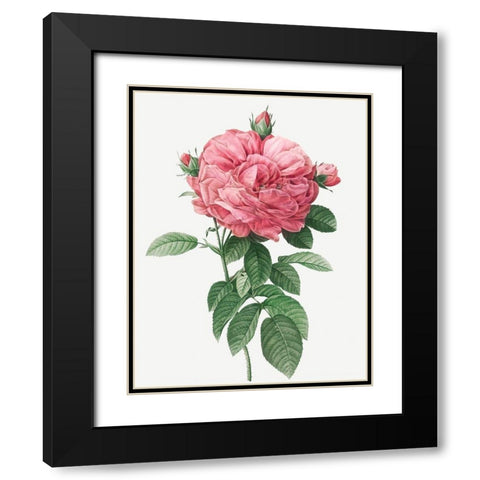 Giant French Rose Bloom, Provins rosebush with gigantic flower, Rosa gallica flore giganteo Black Modern Wood Framed Art Print with Double Matting by Redoute, Pierre Joseph