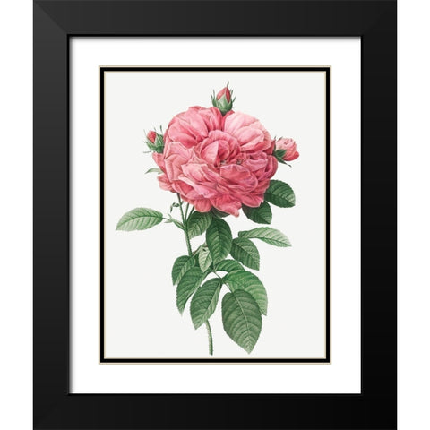 Giant French Rose Bloom, Provins rosebush with gigantic flower, Rosa gallica flore giganteo Black Modern Wood Framed Art Print with Double Matting by Redoute, Pierre Joseph