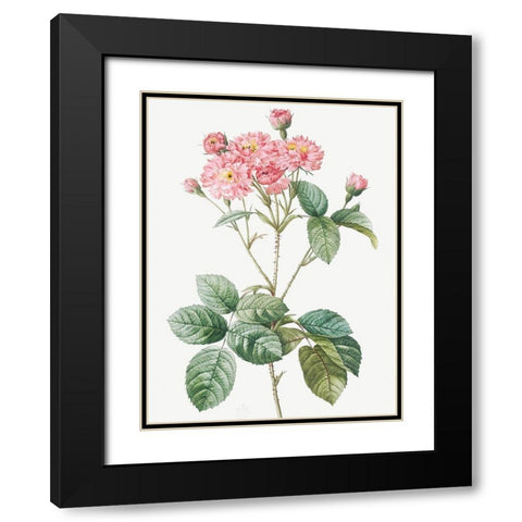 Carnation Petalled Variety of Cabbage Rose also known as Rose bush, Rosa Centifolia Caryophyllea Black Modern Wood Framed Art Print with Double Matting by Redoute, Pierre Joseph