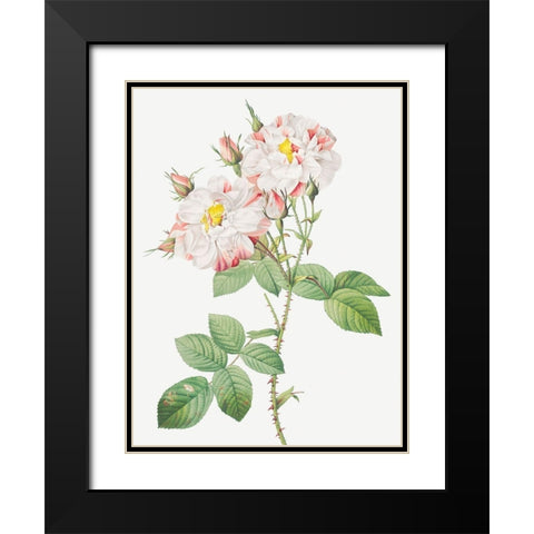 Damask Rose, York and Lancaster Rose, Rosa damascena variegata Black Modern Wood Framed Art Print with Double Matting by Redoute, Pierre Joseph