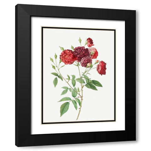 Ternaux Rose, Rosebush with almost violet flowers, Rosa indica subviolacea Black Modern Wood Framed Art Print with Double Matting by Redoute, Pierre Joseph