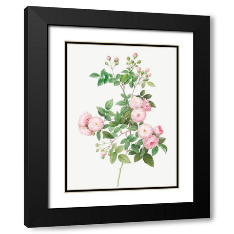 Flesh Pink Multiflora, Rosa multiflora carnea Black Modern Wood Framed Art Print with Double Matting by Redoute, Pierre Joseph