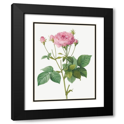 Rosa Gallica Granules, Rosebush of France with Pomegranate Black Modern Wood Framed Art Print with Double Matting by Redoute, Pierre Joseph