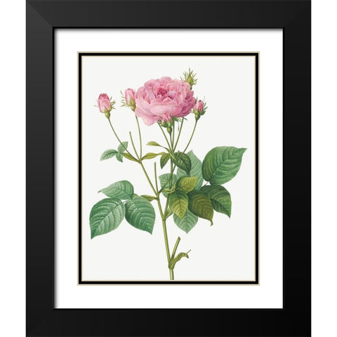 Rosa Gallica Granules, Rosebush of France with Pomegranate Black Modern Wood Framed Art Print with Double Matting by Redoute, Pierre Joseph