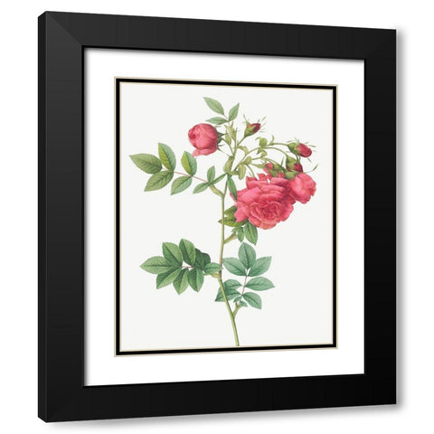 Turnip Roses, Rosa rapa Black Modern Wood Framed Art Print with Double Matting by Redoute, Pierre Joseph