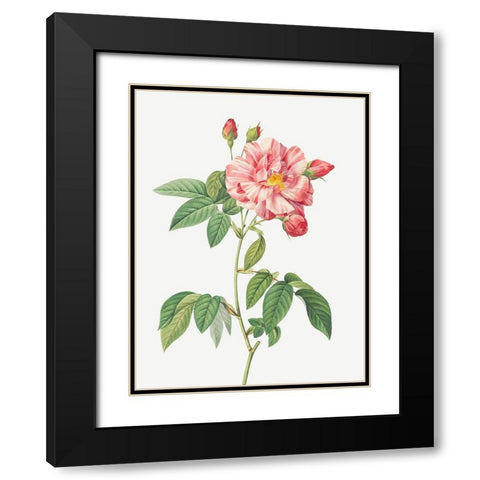 Rosa Mundi, French Rosebush with Varigated Flowers, Rosa gallica versicolor Black Modern Wood Framed Art Print with Double Matting by Redoute, Pierre Joseph