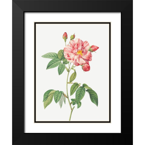 Rosa Mundi, French Rosebush with Varigated Flowers, Rosa gallica versicolor Black Modern Wood Framed Art Print with Double Matting by Redoute, Pierre Joseph