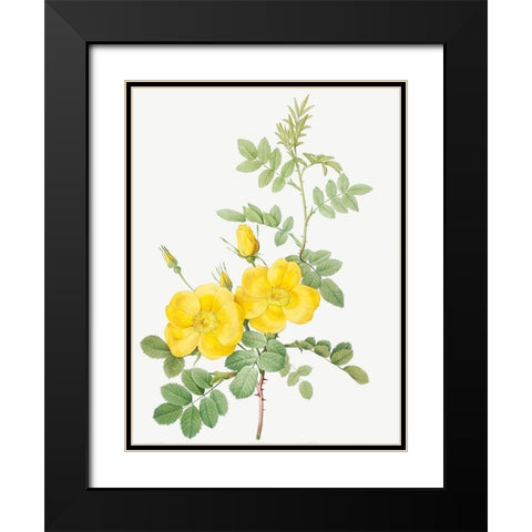 Sweetbriar Rose, Rosa rubignosa Black Modern Wood Framed Art Print with Double Matting by Redoute, Pierre Joseph