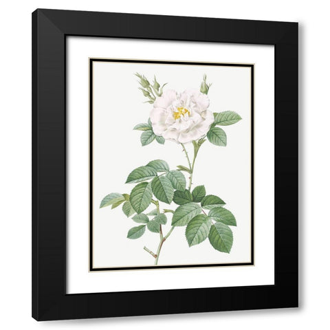 Rosa Alba Flore Pleno, Ordinary White Rose Black Modern Wood Framed Art Print with Double Matting by Redoute, Pierre Joseph