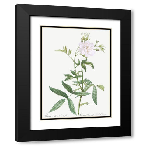 Rosa alba Cimboefolia , White Rose with Hemp Leaves Black Modern Wood Framed Art Print with Double Matting by Redoute, Pierre Joseph