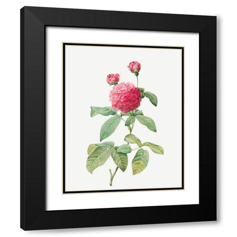 Purple Agatha, Little Violet Buttercup, Rosa gallica agatha, var Delphiniana Black Modern Wood Framed Art Print with Double Matting by Redoute, Pierre Joseph