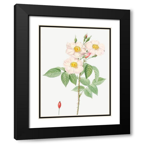 Damask Rose, Rosewood Rose Petal, Rosa damascena Black Modern Wood Framed Art Print with Double Matting by Redoute, Pierre Joseph