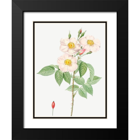 Damask Rose, Rosewood Rose Petal, Rosa damascena Black Modern Wood Framed Art Print with Double Matting by Redoute, Pierre Joseph