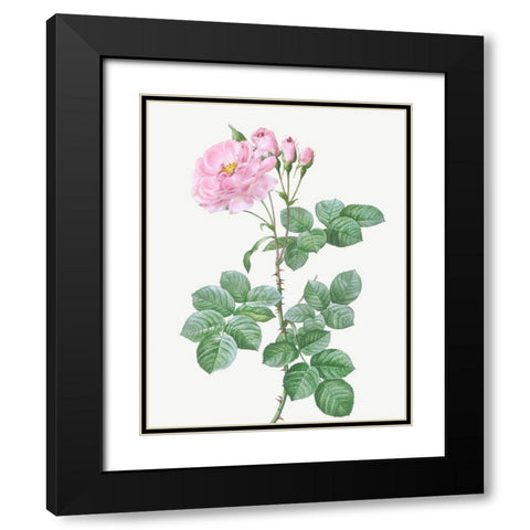 Aurora Poniatowska, Rosa damascena aurora Black Modern Wood Framed Art Print with Double Matting by Redoute, Pierre Joseph