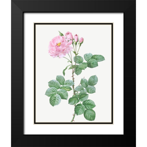 Aurora Poniatowska, Rosa damascena aurora Black Modern Wood Framed Art Print with Double Matting by Redoute, Pierre Joseph