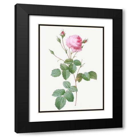Crenate Leaved Cabbage Rose, Rosa centifolia crenata Black Modern Wood Framed Art Print with Double Matting by Redoute, Pierre Joseph