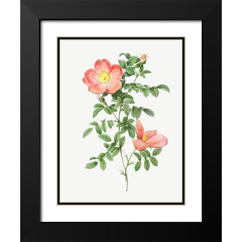Red sweet brier, Cherry Rosehip, Rosa eglanteria sub rubra Black Modern Wood Framed Art Print with Double Matting by Redoute, Pierre Joseph