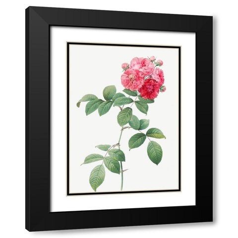 Seven Sisters Roses, Multiflora Rose with Large Leaves, Rosa multiflora platyphylla Black Modern Wood Framed Art Print with Double Matting by Redoute, Pierre Joseph