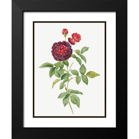 Guerins Rose, One Hundred-Leaved Rose, Rosa gallica gueriniana Black Modern Wood Framed Art Print with Double Matting by Redoute, Pierre Joseph