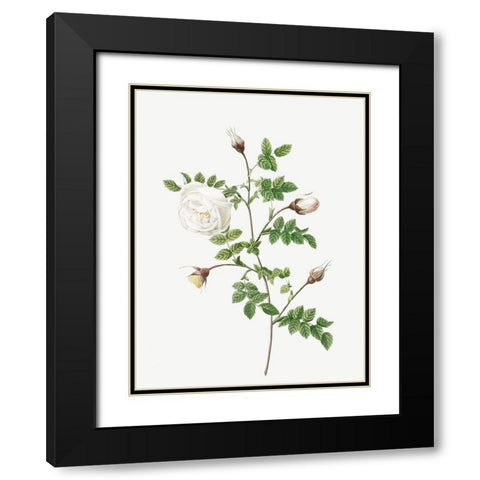 Silver Flowered Hispid Rose, Rosa hispida argentea Black Modern Wood Framed Art Print with Double Matting by Redoute, Pierre Joseph