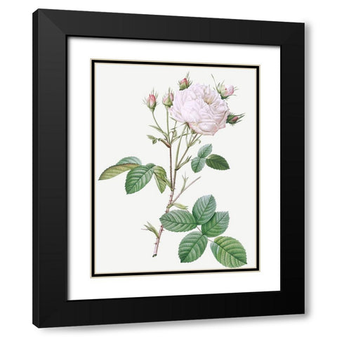 Cabbage Rose White Provence, Unique Blance, Rosa centifolia mutabilis Black Modern Wood Framed Art Print with Double Matting by Redoute, Pierre Joseph