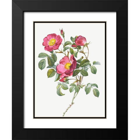 Rose of Love, Rosa pumila Black Modern Wood Framed Art Print with Double Matting by Redoute, Pierre Joseph