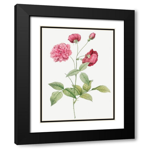 China Rose, Bengal Animating, Rosa indica dichotoma Black Modern Wood Framed Art Print with Double Matting by Redoute, Pierre Joseph