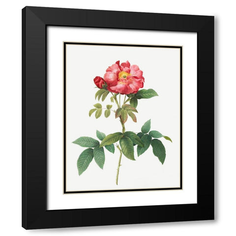 Bluish Leaved Provins Rose, Rosa gallica caerulea Black Modern Wood Framed Art Print with Double Matting by Redoute, Pierre Joseph