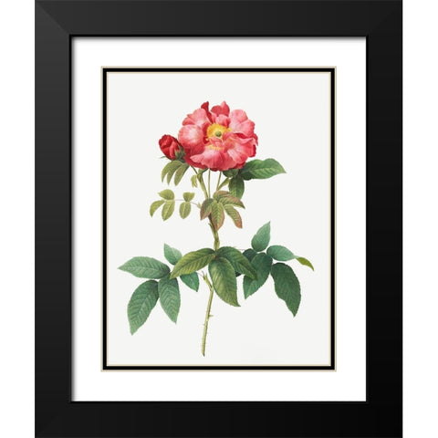 Bluish Leaved Provins Rose, Rosa gallica caerulea Black Modern Wood Framed Art Print with Double Matting by Redoute, Pierre Joseph