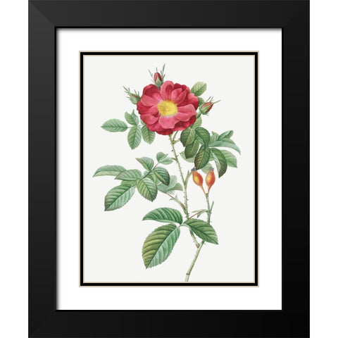 Red Portland Rose, Rosa damascena coccinea Black Modern Wood Framed Art Print with Double Matting by Redoute, Pierre Joseph