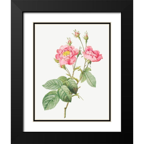 Rosa centifolia anemonoides, The Anemone Centuries Black Modern Wood Framed Art Print with Double Matting by Redoute, Pierre Joseph
