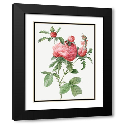 Cabbage Rose bloom, One Hundred Leaved Rose, Rosa centifolia prolifera foliacea Black Modern Wood Framed Art Print with Double Matting by Redoute, Pierre Joseph