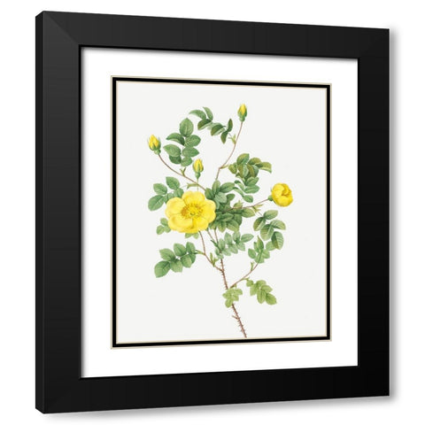 Sweetbriar Rose, Eglantine Rose, Rosa eglanteria luteola Black Modern Wood Framed Art Print with Double Matting by Redoute, Pierre Joseph