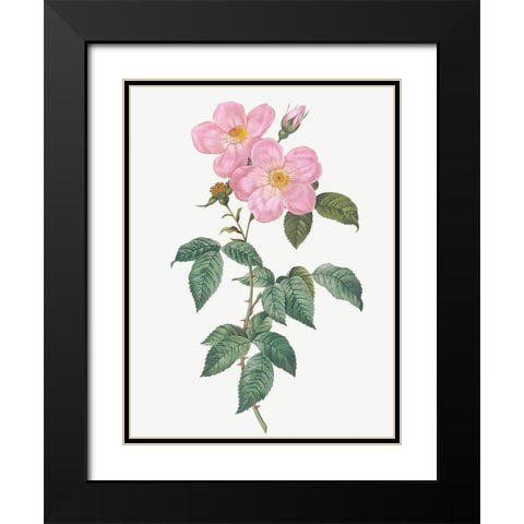 Single Tea Scented Rose, Rosa indica fragrans flore simplici Black Modern Wood Framed Art Print with Double Matting by Redoute, Pierre Joseph