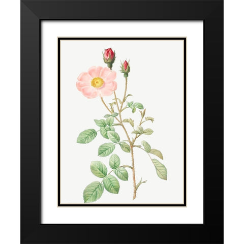 Musk Rose, Sparkling Rose, Rosa moschata Black Modern Wood Framed Art Print with Double Matting by Redoute, Pierre Joseph