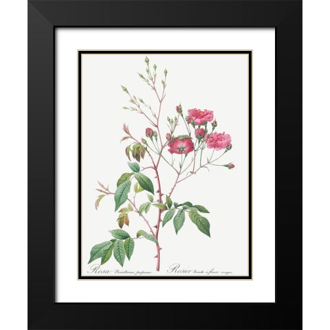 Pink Noisette, Rosa noisettiana purpurea Black Modern Wood Framed Art Print with Double Matting by Redoute, Pierre Joseph