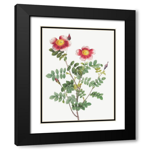 Burnet Rose, Rosa pimpinellifolia flore variegato Black Modern Wood Framed Art Print with Double Matting by Redoute, Pierre Joseph